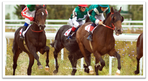 3 racehorses in a race